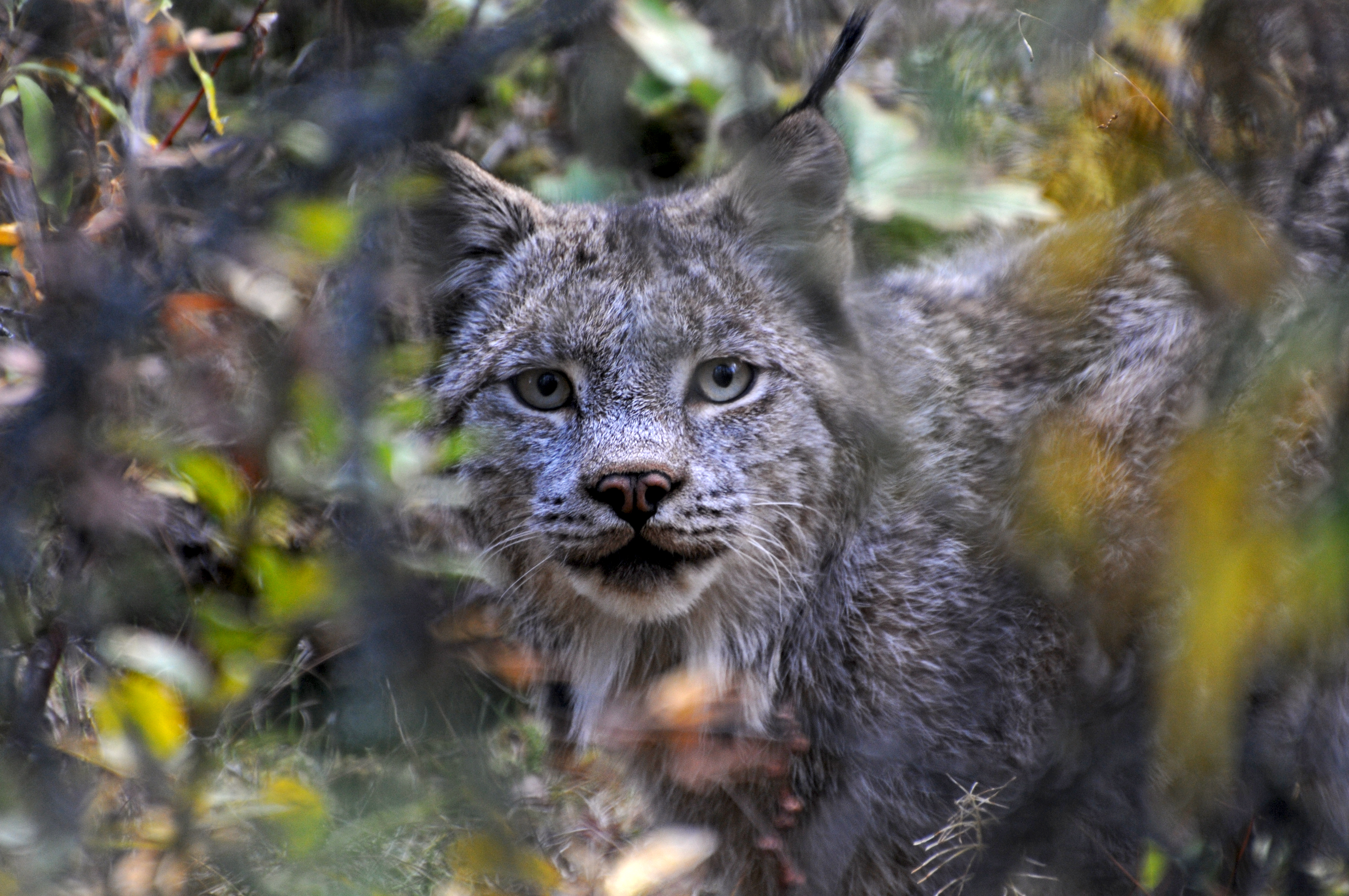 Canada Lynx Defenders Of Wildlife